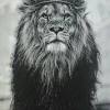 The king of the jungle is also a favorite wallpaper of unsplash users. 1