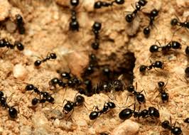 Spring texas pest control services. Ant Control Services Houston Spring Tomball Hart Pest Control