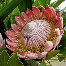The King Protea Protea Cynaroides Is A Flowering Plant Http En Wikipedia Org Wiki Protea Cynaroides Protea Flower Unusual Flowers Wonderful Flowers