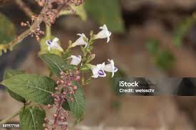 Image result for Justicia striata