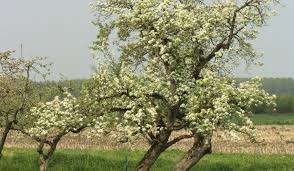 As we already talked about it is important. Can An Apple Tree Pollinate A Pear Tree Crate And Basket
