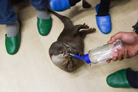 Sohumhoney on january 29, 2020: These Otters Are Popular Pets In Asia That May Be Their Undoing The New York Times