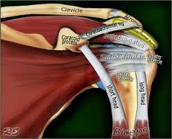 Surrounding the shoulder joint is the rotator cuff, which is a group of muscles and tendons (12). Anterior Graphic Of The Shoulder The Tendon Of The Subscapularis Muscle Attaches Both To The Less Shoulder Anatomy Human Anatomy And Physiology Muscle Anatomy