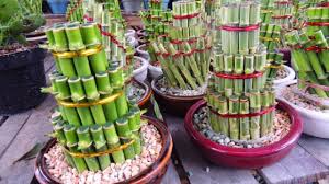 Tanaman hias halaman depan bawang brojol. Tanaman Hias Depan Rumah Paling Populer Ada Di Pasaran Youtube