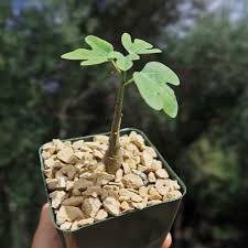 Image result for Adenia