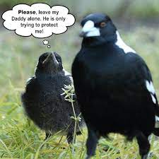Oct 11, 2016 · a group of magpies decided to photobomb a newlywed couple's romantic photo shoot by repeatedly swooping at the bride and groom. Avoiding Magpie Swooping Season Misunderstood Australian Magpie
