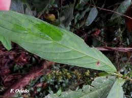 Image result for Bertiera