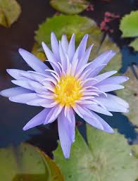 Image result for Nymphaea cf. mexicana