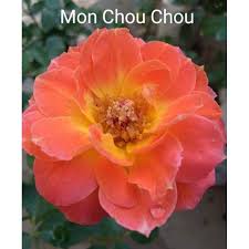 Google's free service instantly translates words, phrases, and web pages between english and over 100 other languages. Pokok Ros Pelbagai Id Tahan Panas Tahan Lasak English Rose Ros Kampung Japanese Rose Rose Tree Rose Plant Shopee Malaysia