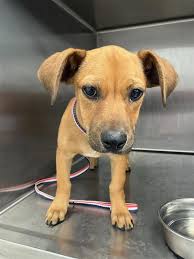 Found Golden Retriever in Fresno Area, Seeking Owner