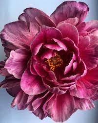 Peony Art Print 2 Flower Painting Pretty Flowers Beautiful Flowers