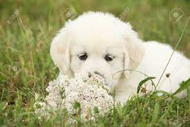 Check spelling or type a new query. Gorgeous Golden Retriever Puppy Lying With Flowers Stock Photo Picture And Royalty Free Image Image 100182727