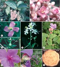 Image result for Melastomataceae