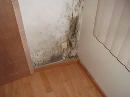 Wie in een vochtig of heeft de schimmel zich aan hout vastgehecht, dan is deze zo goed als niet meer te verwijderen. Schimmel Op Muur Vochtweringdirect