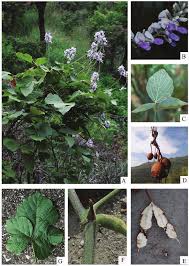 Image result for Pueraria