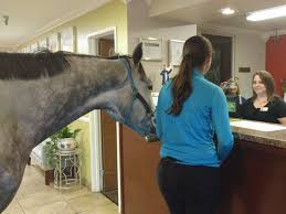 Diese Frau checkt mit ihrem Pferd in ein haustierfreundliches Hotel ein