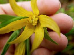 Image result for Colchicaceae