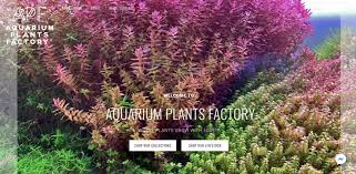 12 Best Online Fish Stores To Buy Live Fish Plants Shrimp More