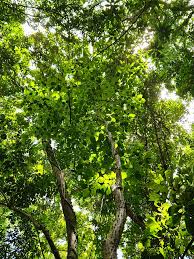 Image result for Hura crepitans