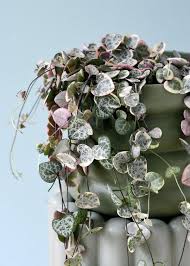 Image result for Ceropegia albipilosa