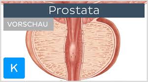 Reviews common tests for these conditions, as well as treatment side effects. Prostata Vorschau Anatomie Des Menschen Kenhub Youtube