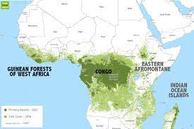 In african tropical rainforests you'll find leopards, african forest elephants, gorillas, chimpanzees. Rainforests In Africa