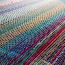 Admire more than 7 million flowers in bloom at keukenhof. The Holland Sea Of Flowers In Full Bloom Over 30 Million Tulips Pics