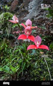 Image result for Disa aconitoides