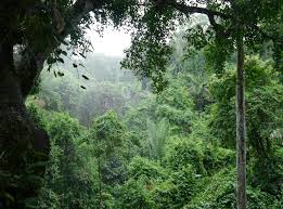 As you proceed deeper inland from puerto vallarta, the altitude rises and the rainforest stops being tropical (jungle) and. The Mother Of The Rainforest The Swamp
