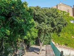 Frisches obst, das nicht aus dem supermarkt kommt, ist nicht der einzige vo Wann Ist Die Wollmispel Winterhart Pflegetipps Fur Eriobotrya Japonica