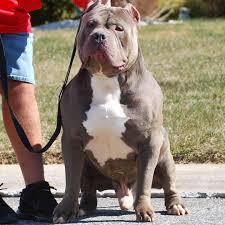 Xxl blue male pitbull puppy for sale. Pitbull Dogs For Sale Cheap Buy Online