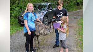 Quality, innovative design, functionality, but inspiration as well. Update Runaway Perry County Emu Found After Seven Months On The Run Abc27