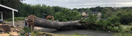 Tree service albany ga is one of georgia's top local tree removal companies. Tree Cutting In Albany Or Big S Tree Service Llc