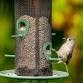 Bird Feeding Basics: Science, Ecology, and Feeder event image