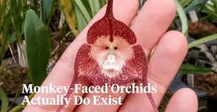Monkey Faced Orchids Are Among Most Popular and Rarest Ones