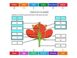 Help us improve your search experience send feedback. Parts Of A Flower Label Diagram Labelled Diagram