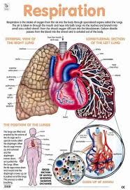 Respiration Cardiovascularactivities Respiratory System Respiratory Care Respiratory System Anatomy
