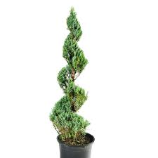 Image result for spiral cut juniper trees