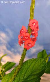 Image result for Stachytarpheta