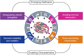 Cancer cells utilize mitosis to divide. Hallmarks Of Cancer The Next Generation Cell