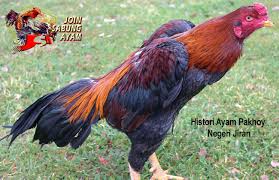 Pin Di Sabung Ayam Online