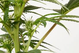Sep 10, 2020 · two signs indicate a plant is hermaphroditic. How To Tell If Your Plant Is Male Or Female Before Flowering Weedmaps