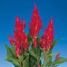 Century Rose Celosia Rose Foliage Bouquet
