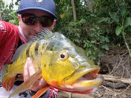 Los tengo en pharr Can meet at Walmart mccoll and Trenton in Edinburg also