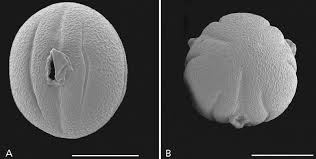 Image result for Chorisochora transvaalensis