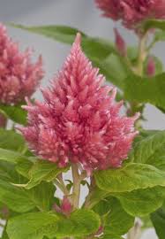 Celosia Plumosa Cor De Rosa Fotografia Www Benary Com Celosia Flower Flowers Planting Flowers