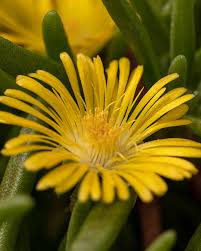 Image result for Delosperma mahonii