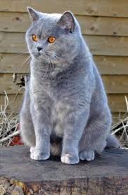 Colinswood Emma A Gorgeous Blue Cream British Shorthair Queen British Blue Cat Cute Cats Bengal Cat