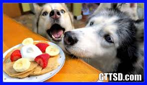 Gone To The Snow Dogs On Instagram New Treat Video At Youtube Com Gttsd Up Now Today We Show You How To Make Diy Panca Diy Dog Treats Dog Snacks Snow Dogs