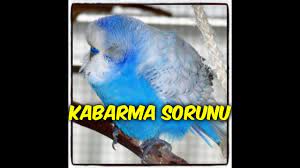 muhabbet kusunun kendini kabartma nedenleri ve tedavisi leo1903 youtube